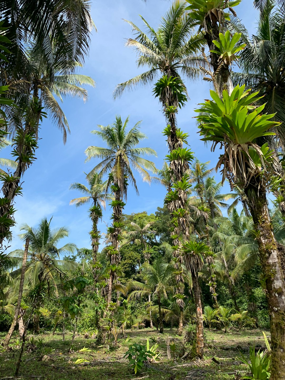 Bocas del Toro